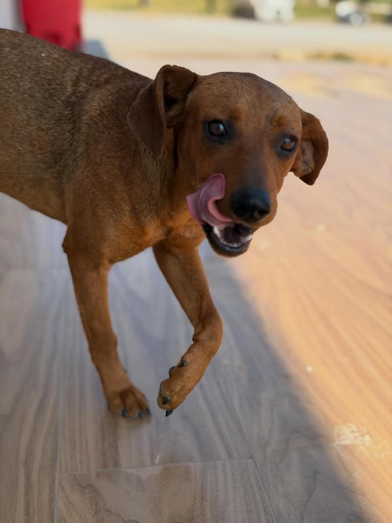 Mocinha, cachorro de porte médio para adoção em Pilar do Sul - SP