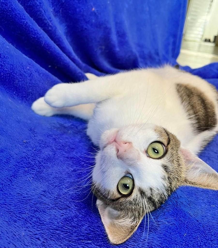 Juca, gato para adoção em Pilar do Sul - SP