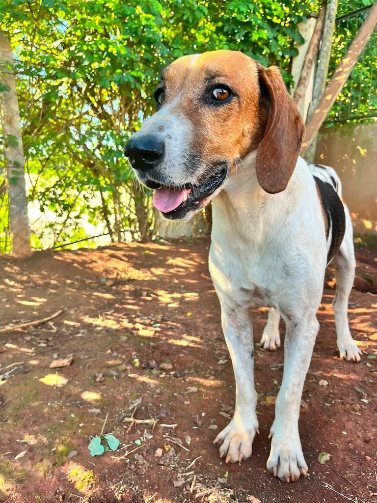 Leandro, cachorro de porte grande para adoção em Pilar do Sul - SP