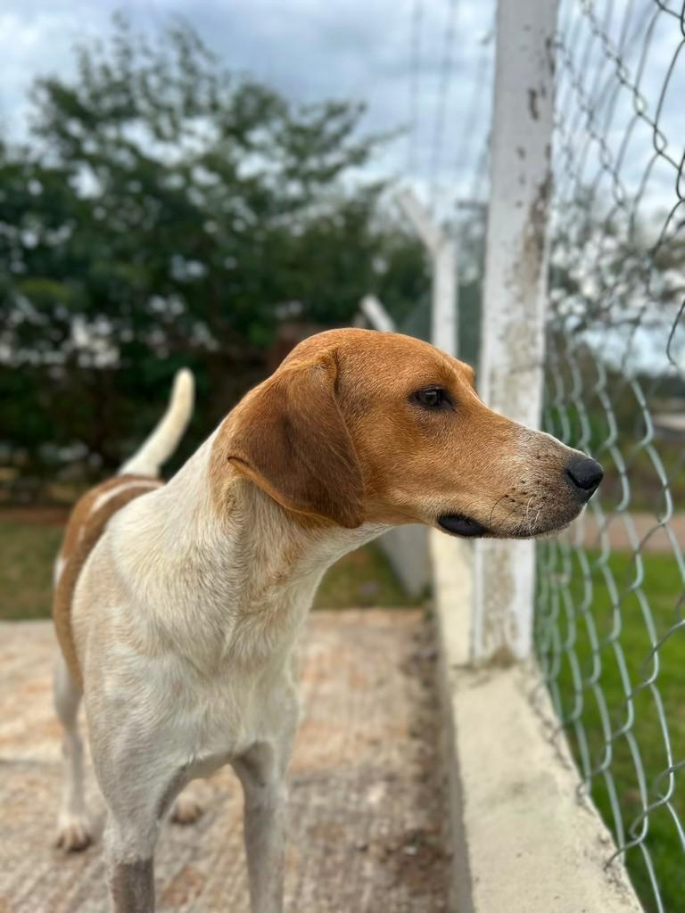 Marry, cadela de porte grande para adoção em Pilar do Sul - SP