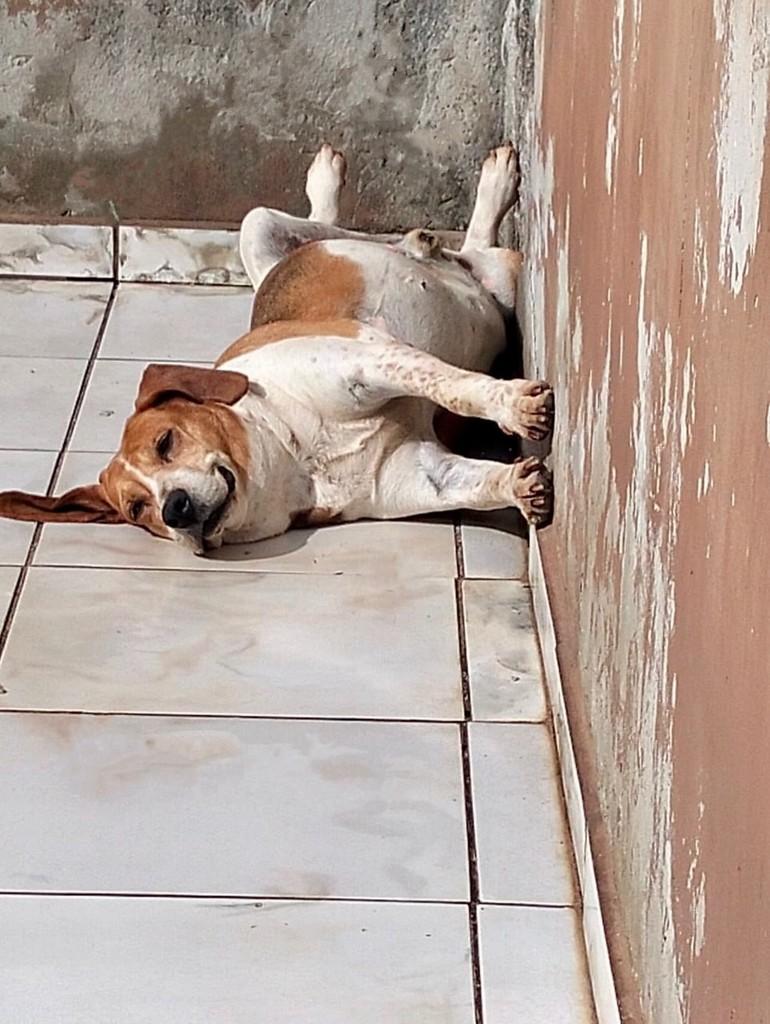 Mike, cachorro de porte pequeno para adoção em Pilar do Sul - SP