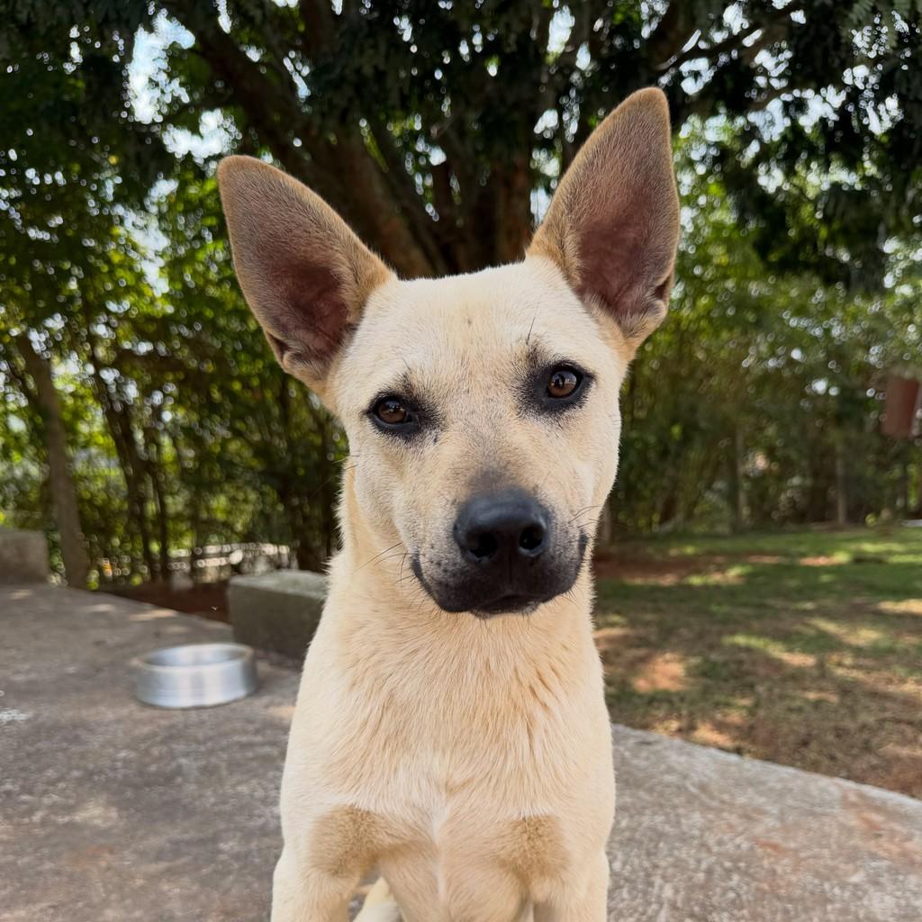 Cadu, cachorro de porte médio para adoção em Pilar do Sul - SP
