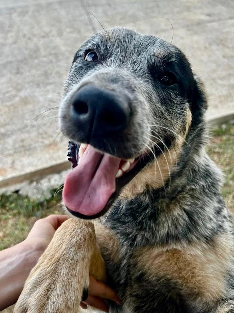 José, cachorro de porte médio para adoção em Pilar do Sul - SP