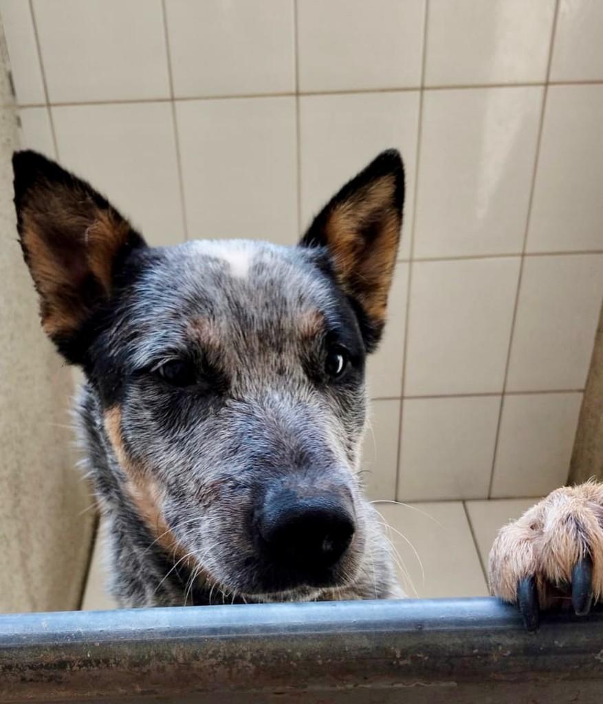 José, cachorro de porte médio para adoção em Pilar do Sul - SP — foto 2 de 3