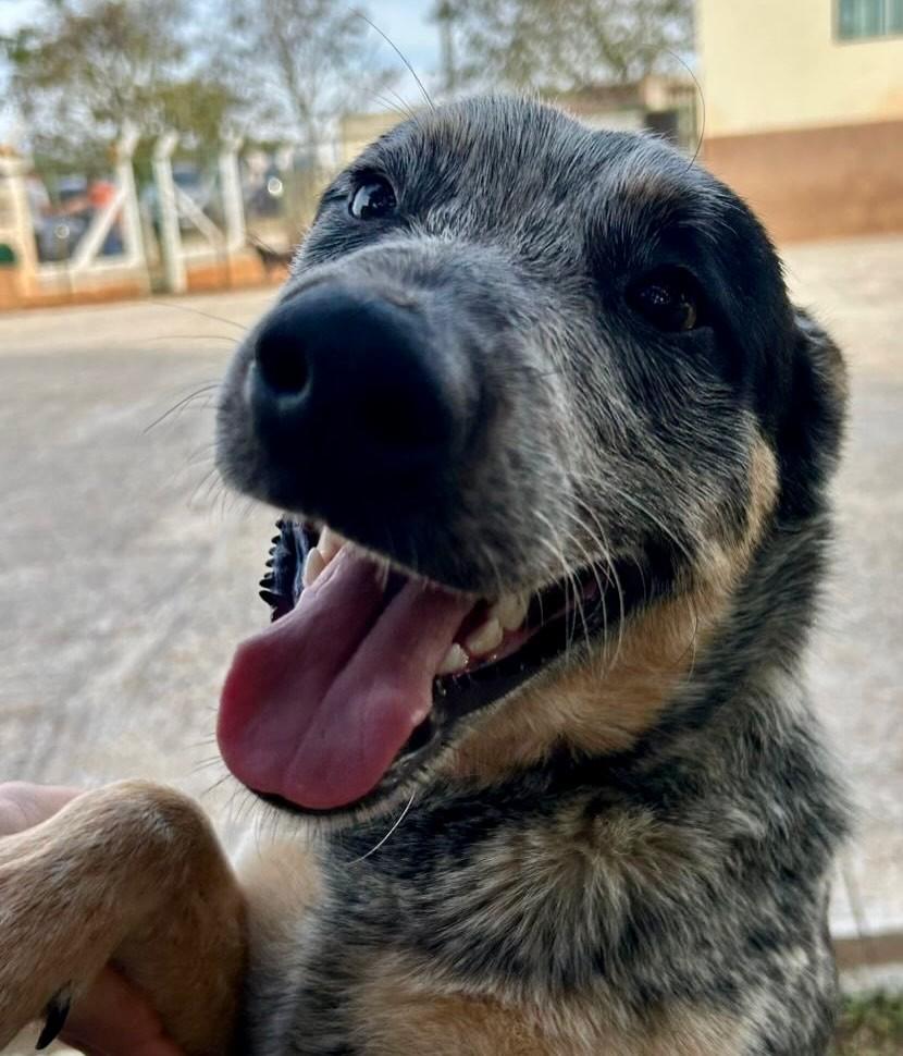 José, cachorro de porte médio para adoção em Pilar do Sul - SP — foto 3 de 3