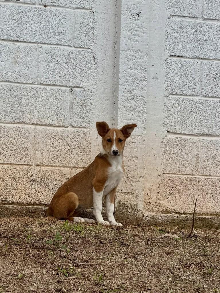 Cristal, cachorro de porte médio para adoção em Pilar do Sul - SP