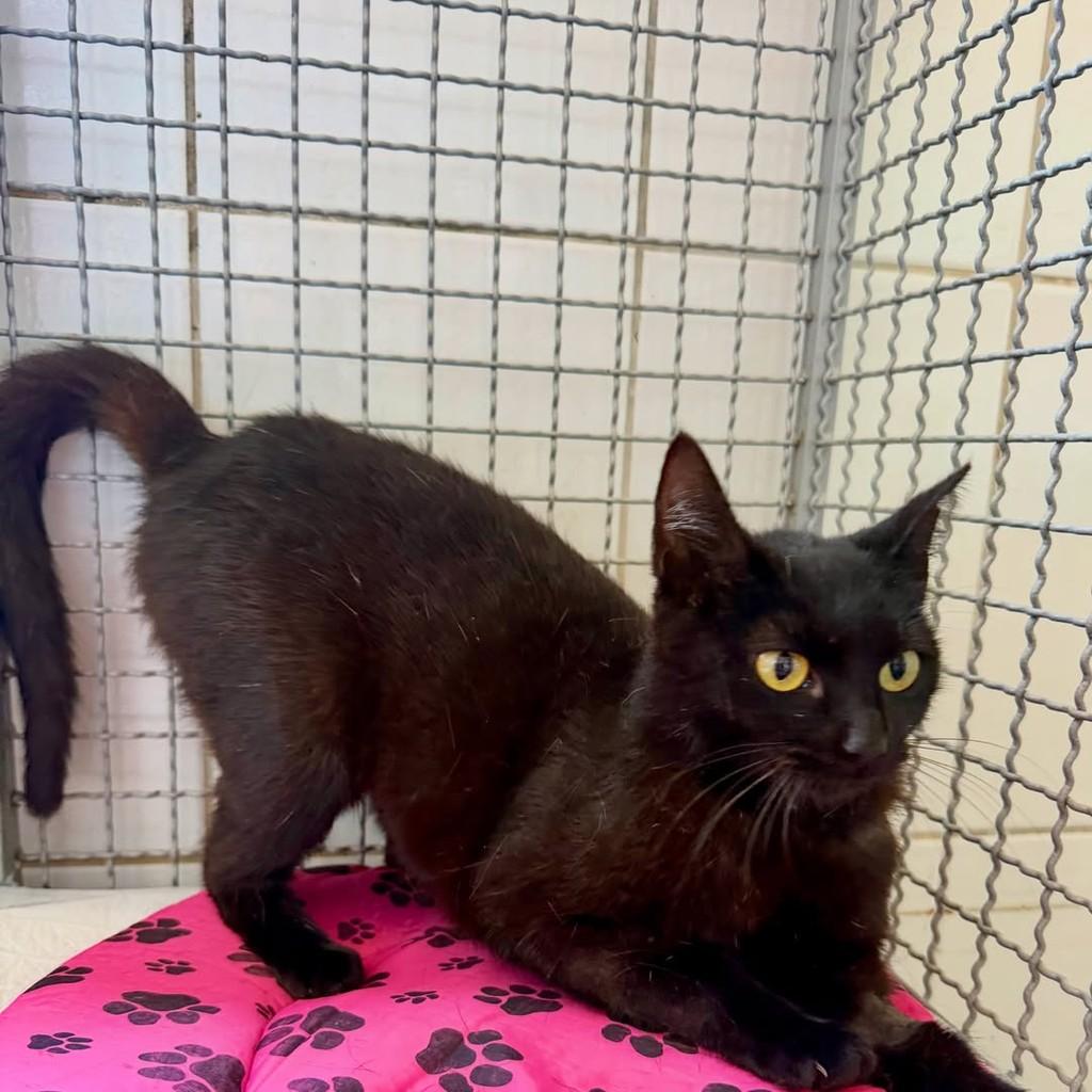 Minerva, gata de porte pequeno para adoção em Pilar do Sul - SP