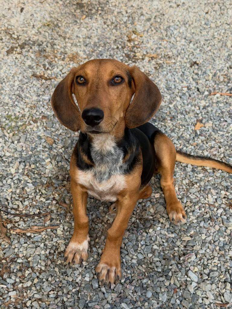 Dorinha, cadela de porte pequeno para adoção em Pilar do Sul - SP