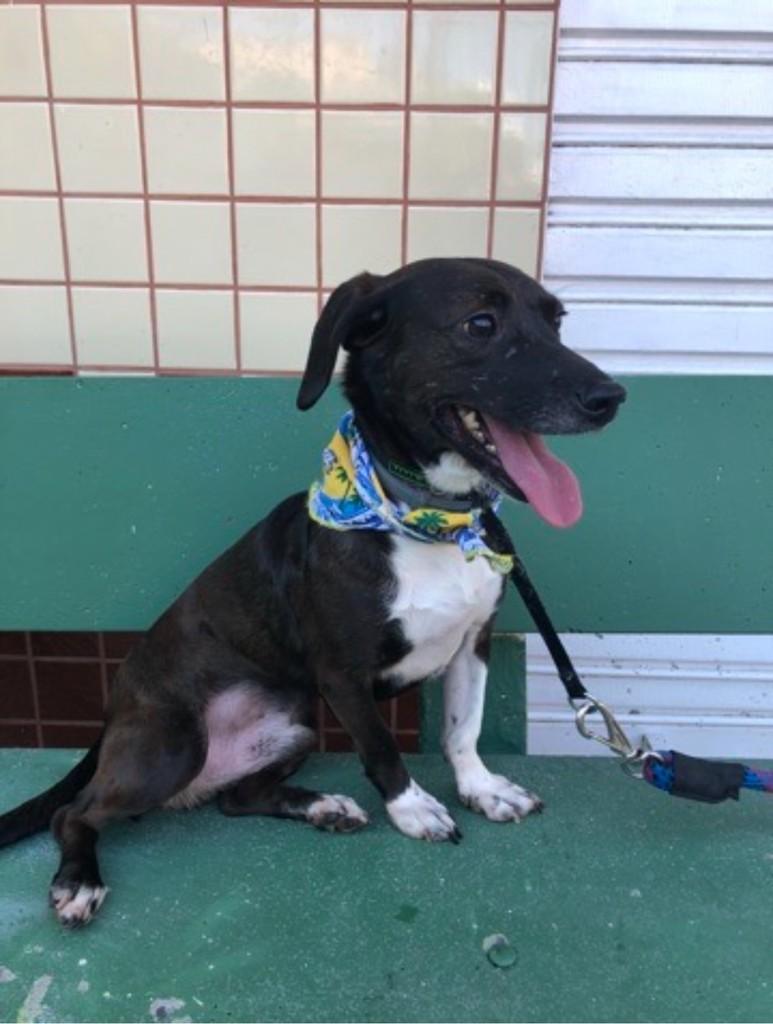 Sheik, cachorro de porte pequeno para adoção em Porto Alegre - RS