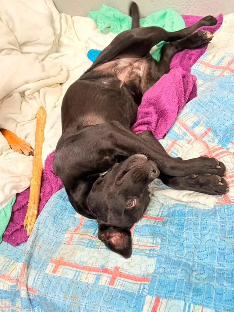 Kiara, cadela de porte pequeno para adoção em Porto Alegre - RS