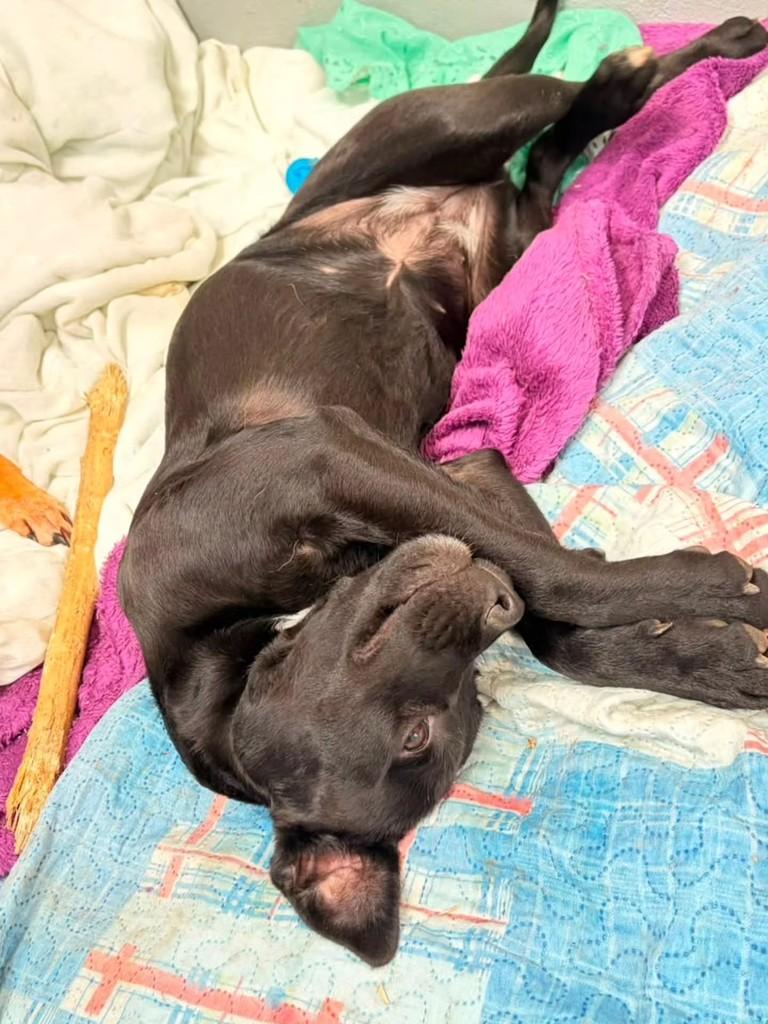 Kiara, cadela de porte pequeno para adoção em Porto Alegre - RS — foto 2 de 6
