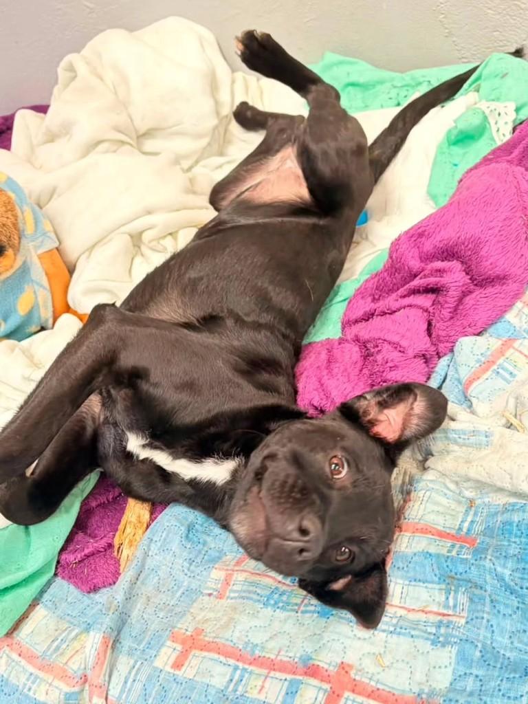 Kiara, cadela de porte pequeno para adoção em Porto Alegre - RS — foto 3 de 6
