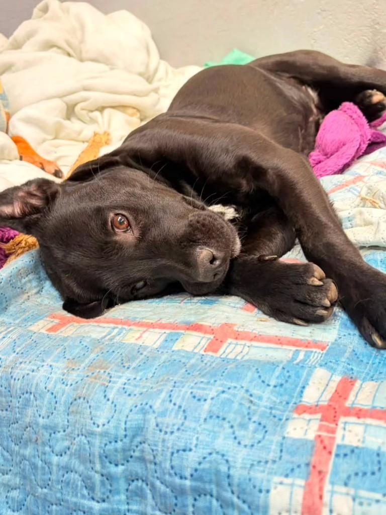 Kiara, cadela de porte pequeno para adoção em Porto Alegre - RS — foto 4 de 6