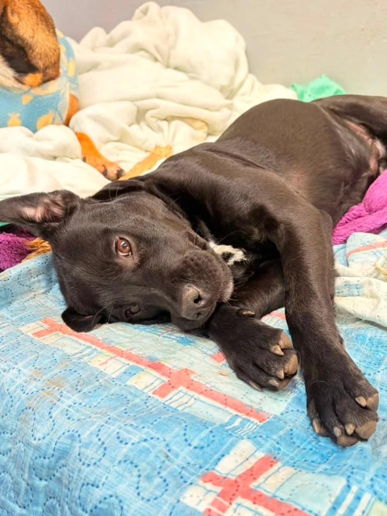Kiara, cadela de porte pequeno para adoção em Porto Alegre - RS — foto 5 de 6