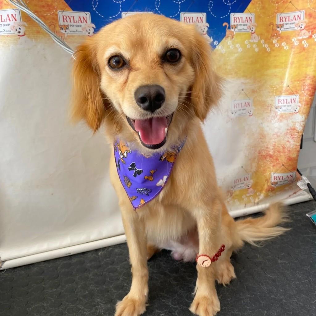 Zeca, cachorro de porte pequeno para adoção em Guarulhos - SP