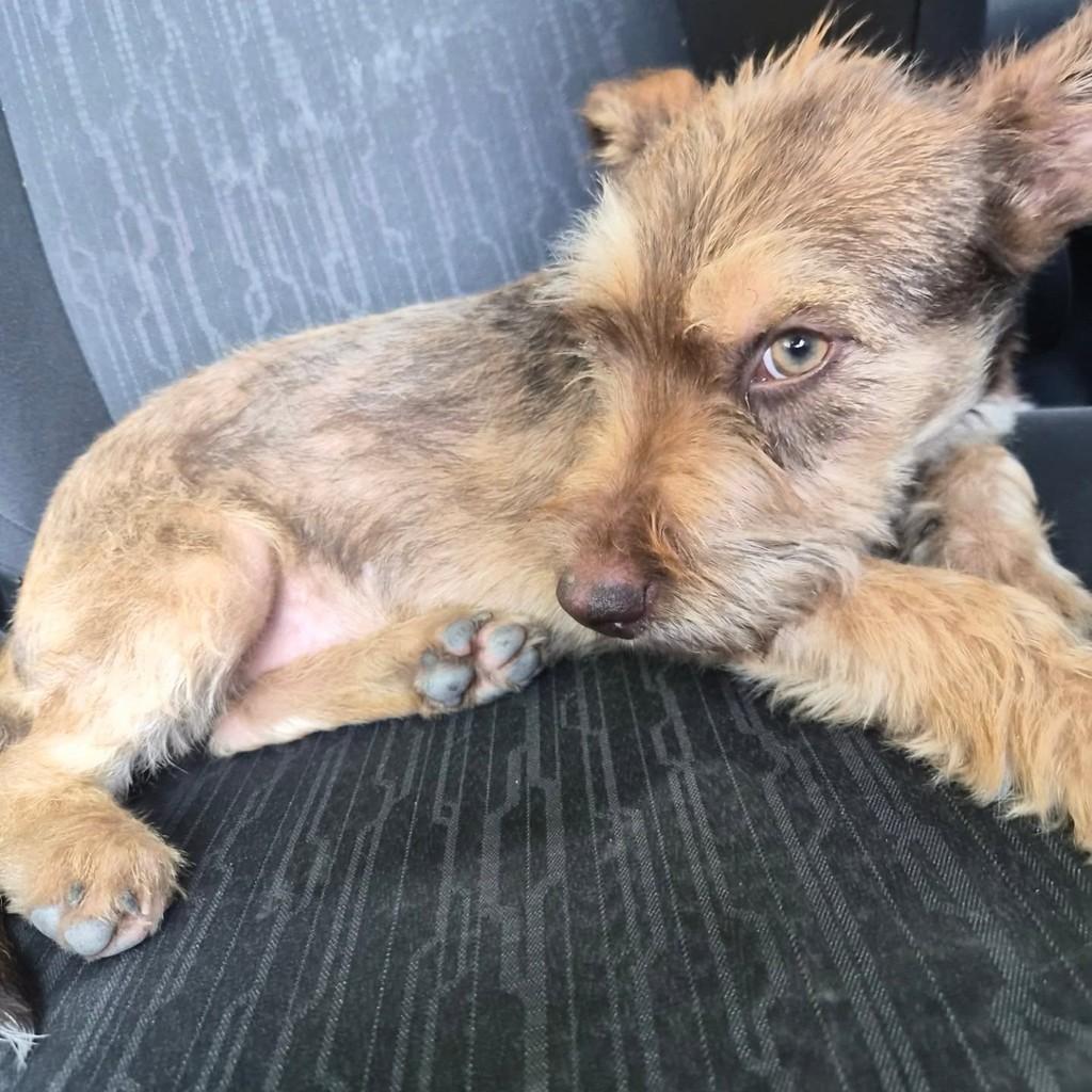 Athena, cadela de porte pequeno para adoção em Guarulhos - SP