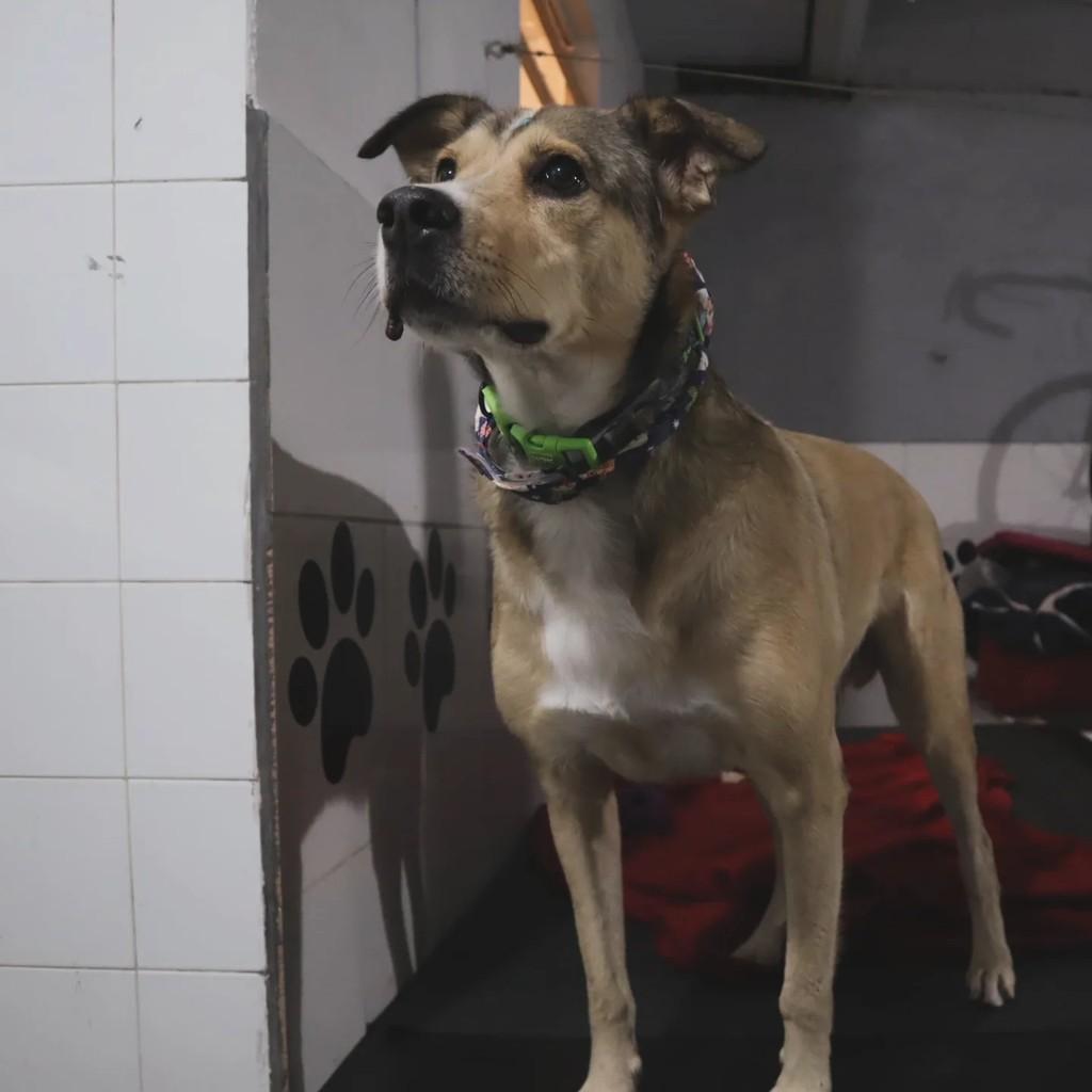 Tarzan, cachorro de porte médio para adoção em Guarulhos - SP