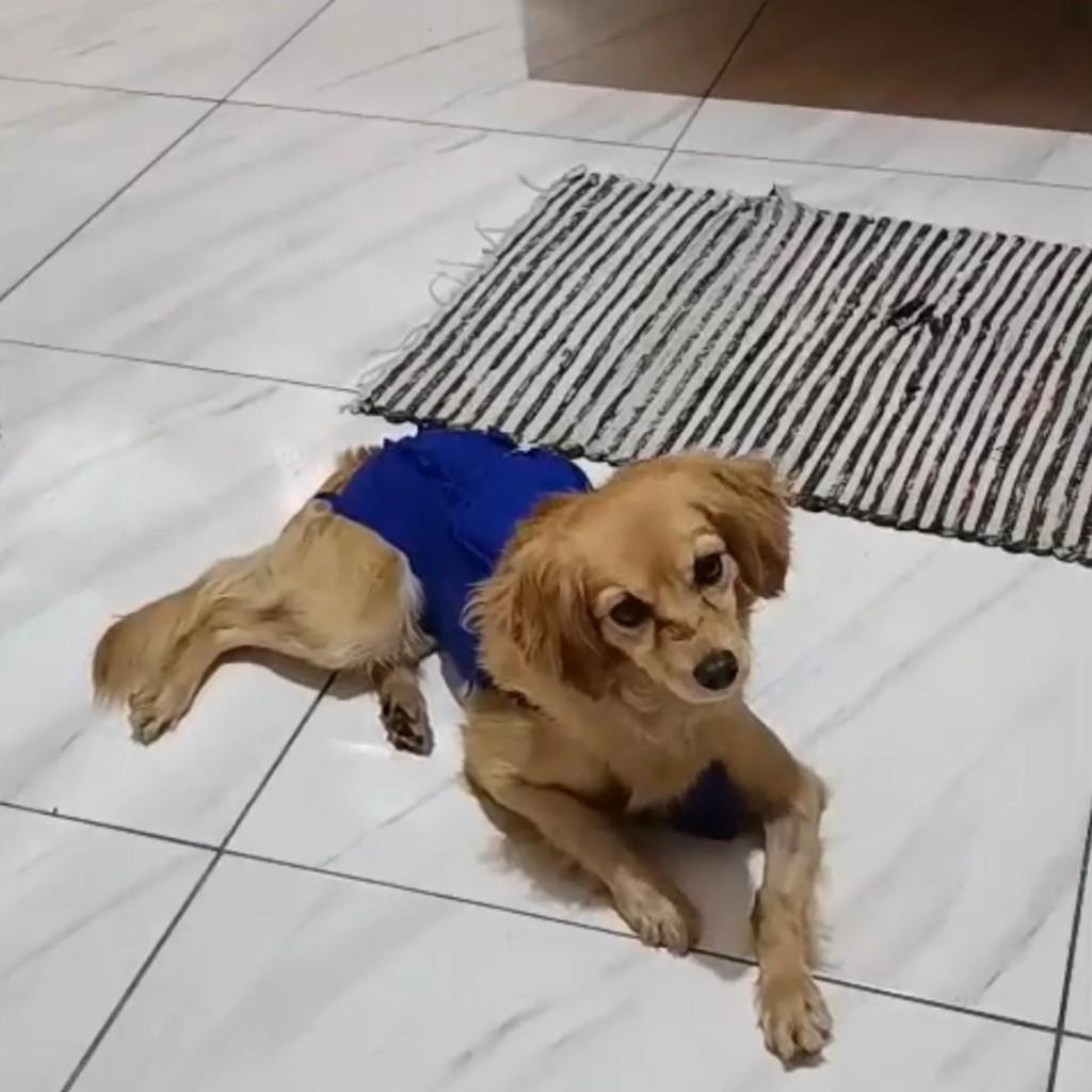 Zequinha, cachorro de porte pequeno para adoção em Guarulhos - SP