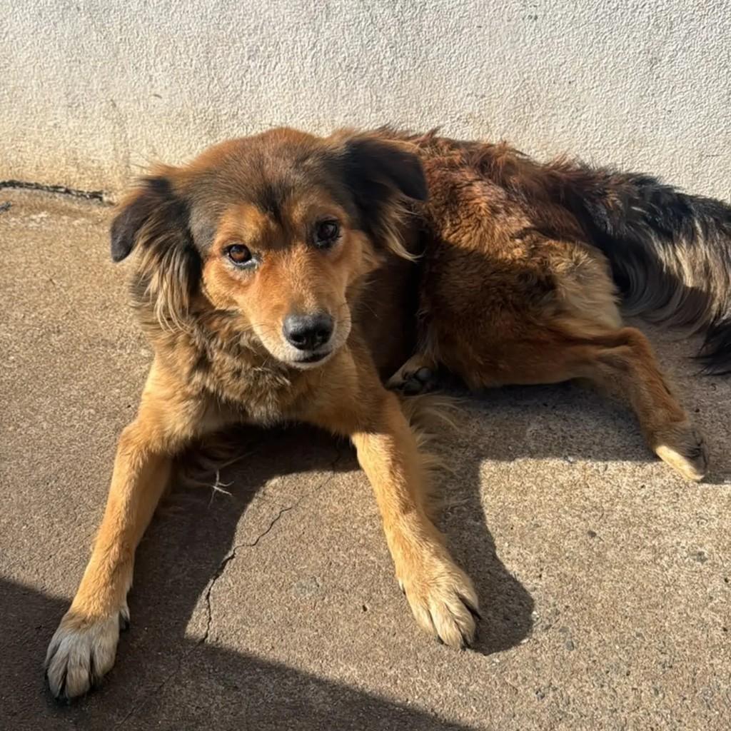 Cachorrinha, cadela de porte médio para adoção em Guarulhos - SP