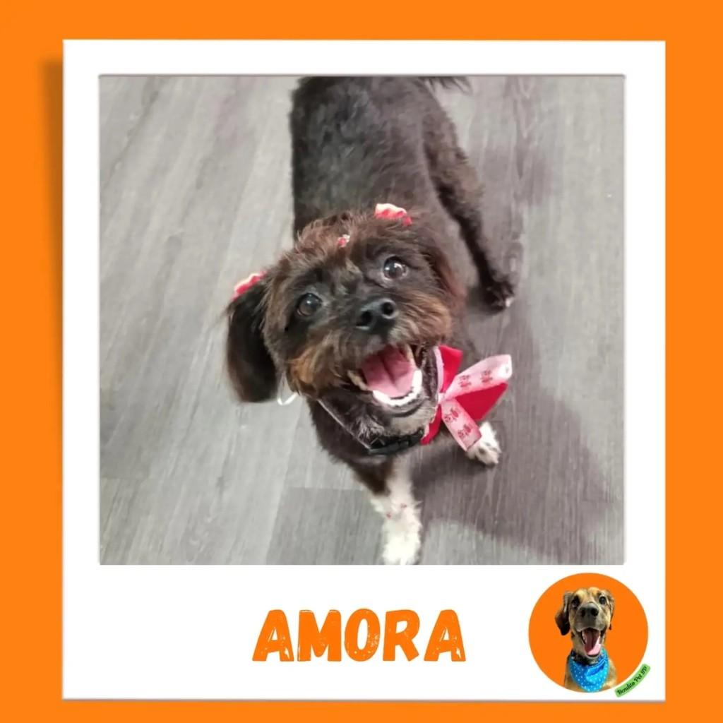 Amora, cadela de porte médio para adoção em Guarulhos - SP