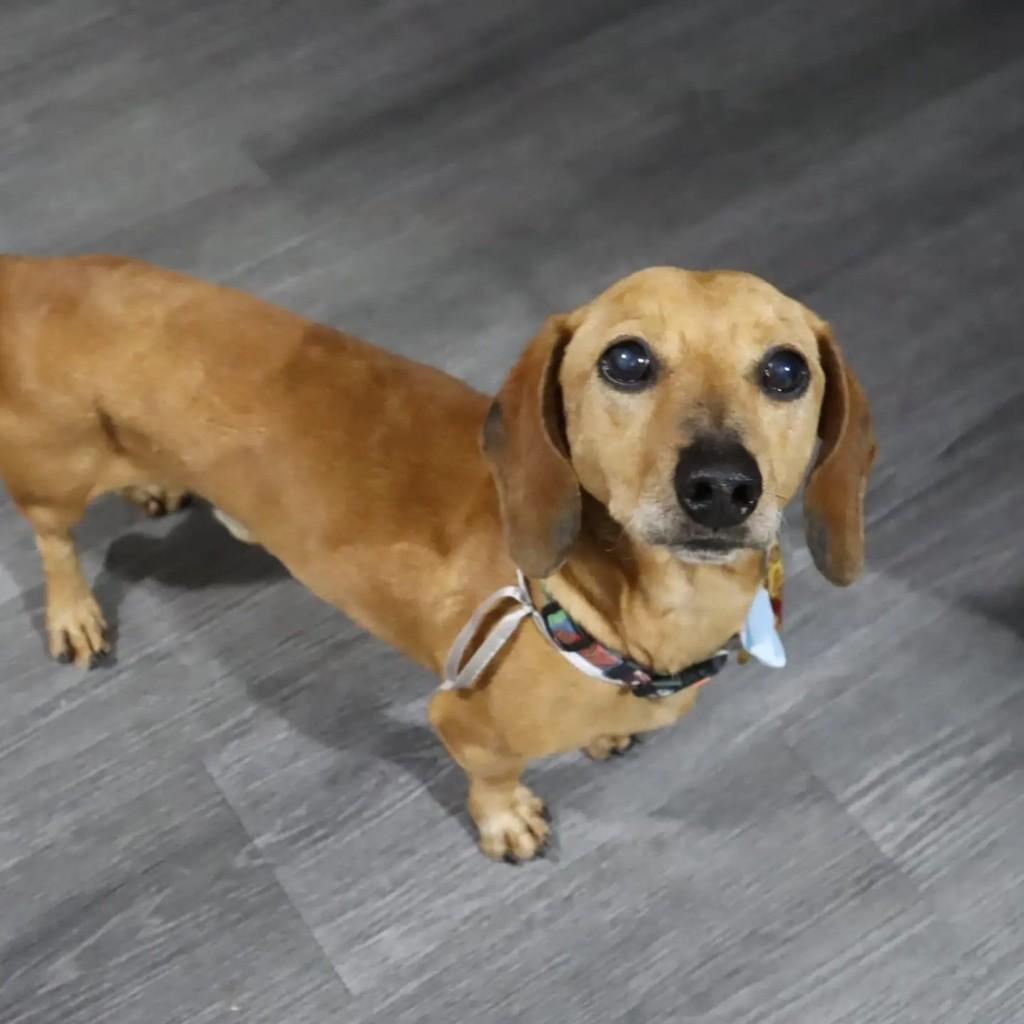 Ramon, cachorro de porte médio para adoção em Guarulhos - SP