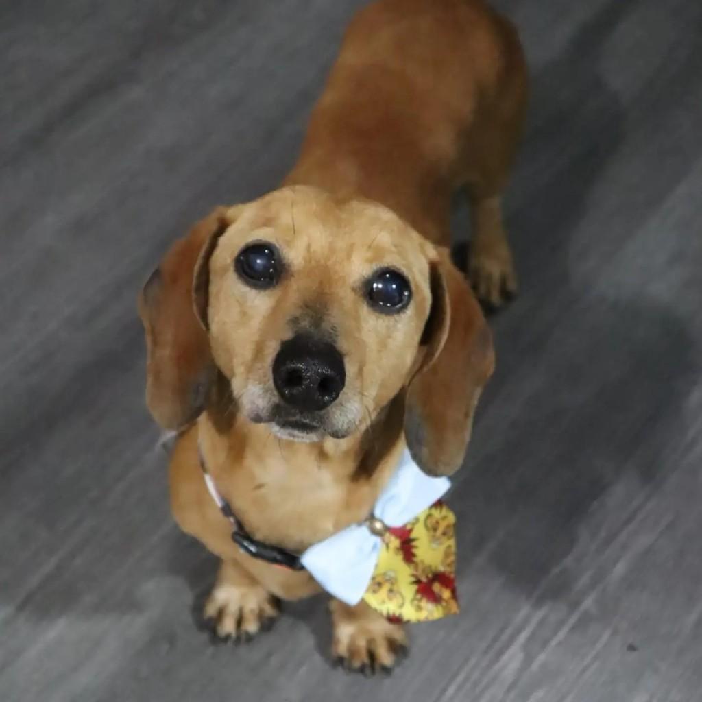 Ramon, cachorro de porte médio para adoção em Guarulhos - SP — foto 2 de 8