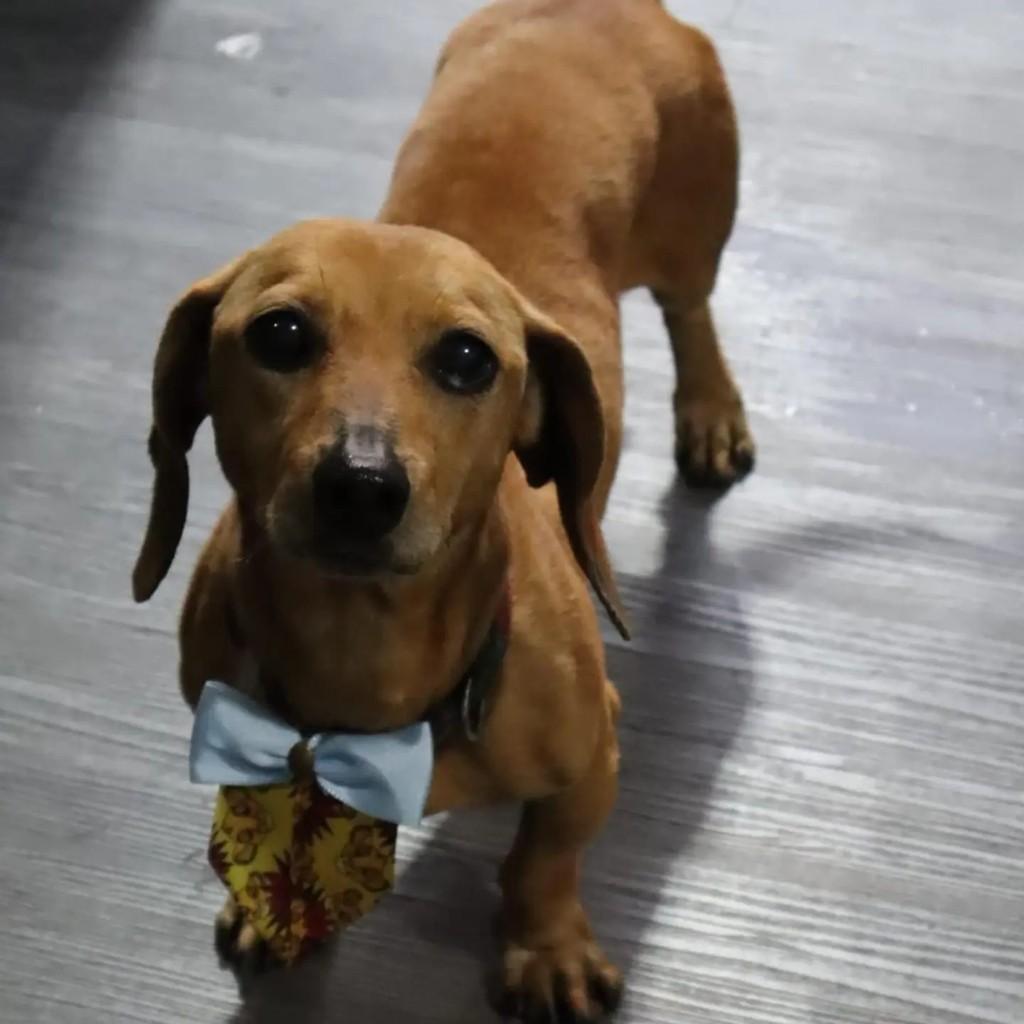 Ramon, cachorro de porte médio para adoção em Guarulhos - SP — foto 3 de 8