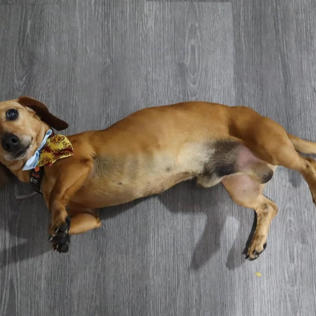 Ramon, cachorro de porte médio para adoção em Guarulhos - SP — foto 4 de 8