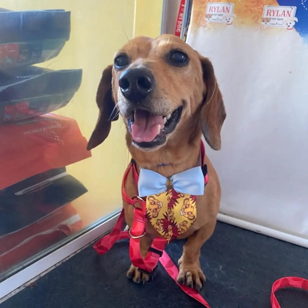 Ramon, cachorro de porte médio para adoção em Guarulhos - SP — foto 5 de 8