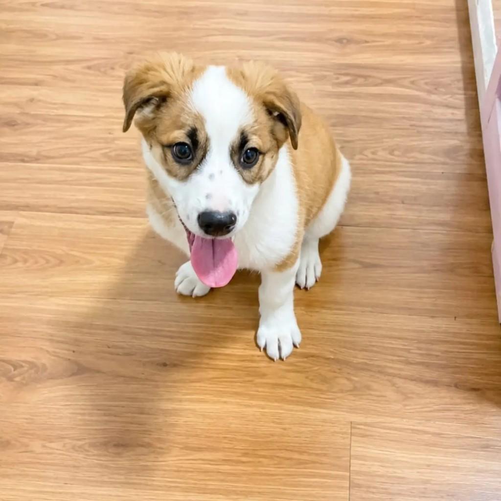 Logan, cachorro de porte pequeno para adoção em Guarulhos - SP