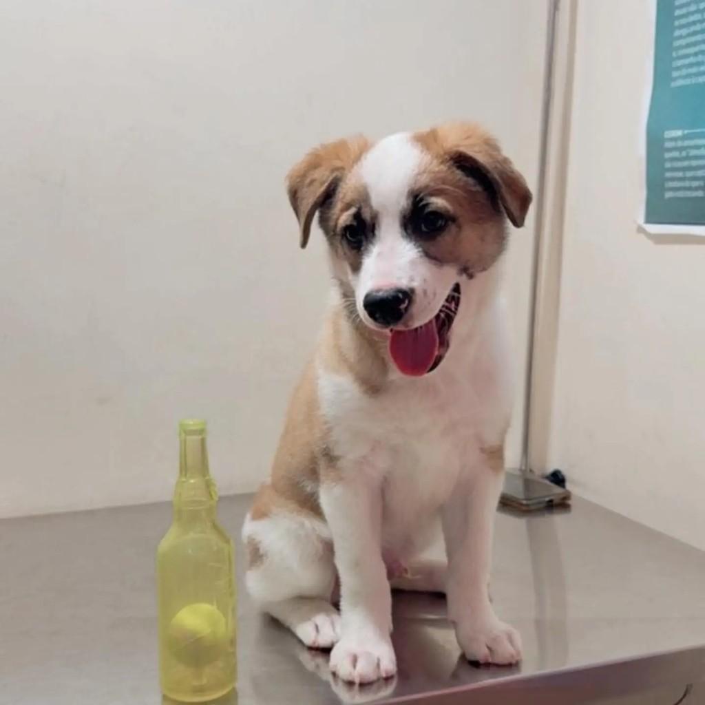 Logan, cachorro de porte pequeno para adoção em Guarulhos - SP — foto 2 de 8
