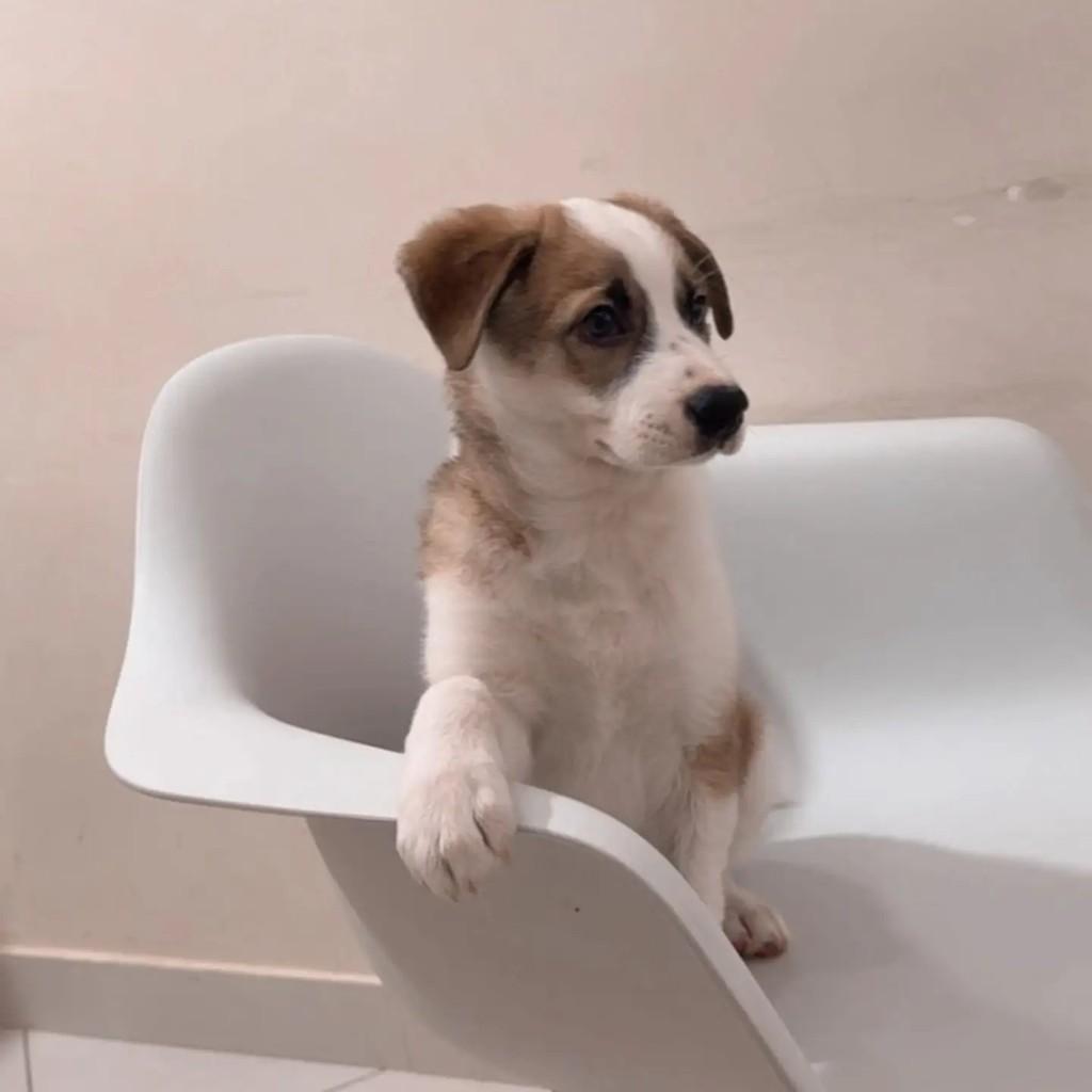 Logan, cachorro de porte pequeno para adoção em Guarulhos - SP — foto 3 de 8