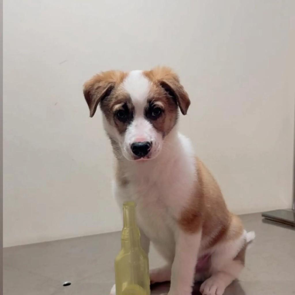 Logan, cachorro de porte pequeno para adoção em Guarulhos - SP — foto 4 de 8