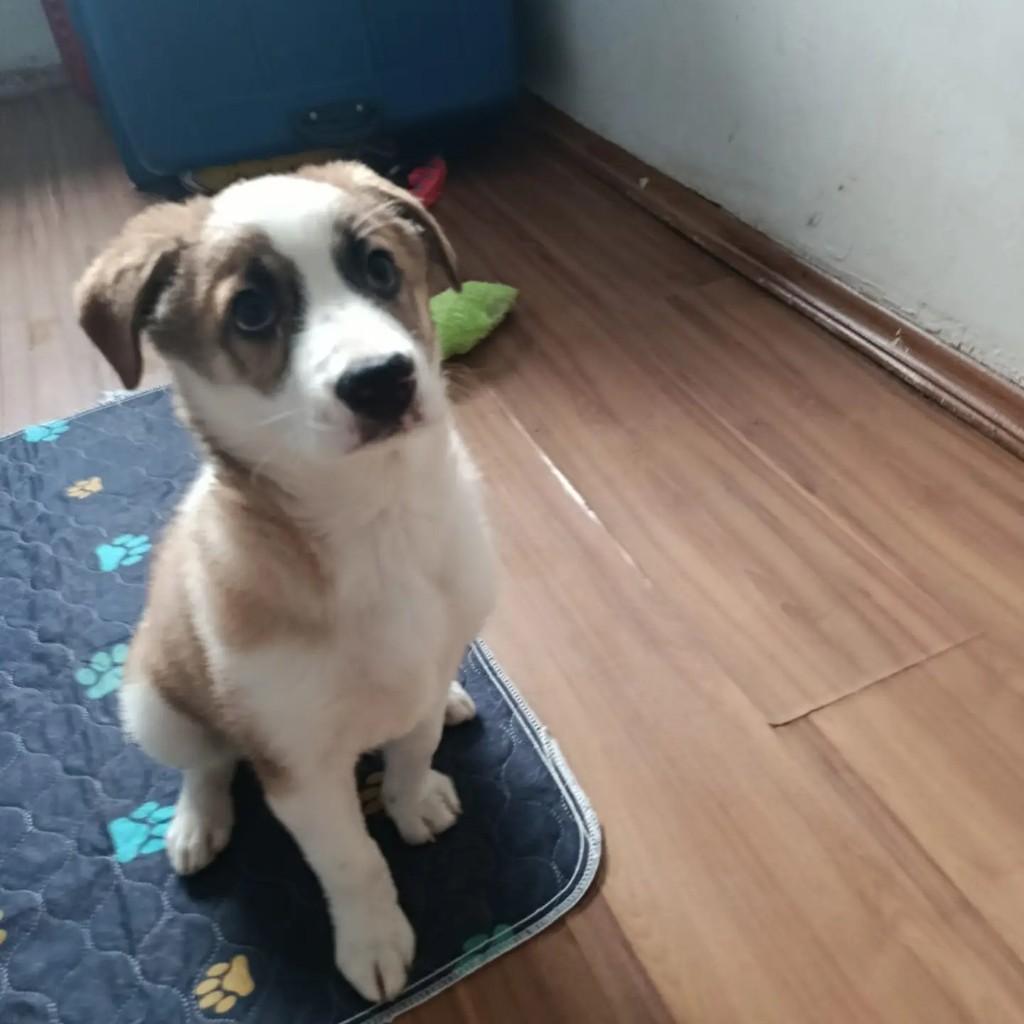 Logan, cachorro de porte pequeno para adoção em Guarulhos - SP — foto 5 de 8
