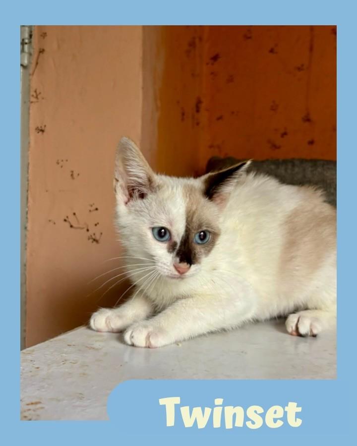 Twinset, gato para adoção em São Paulo - SP
