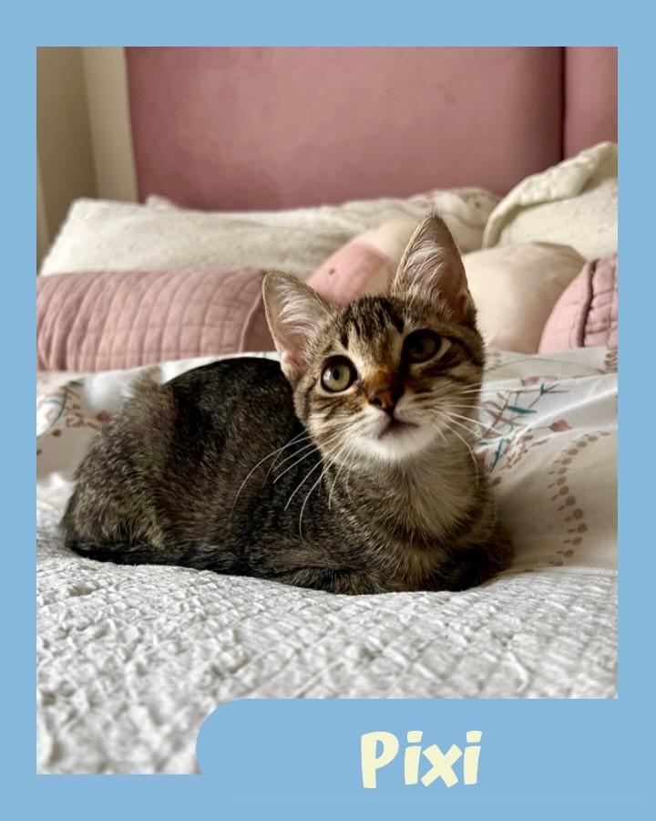 Pixi, gato para adoção em São Paulo - SP