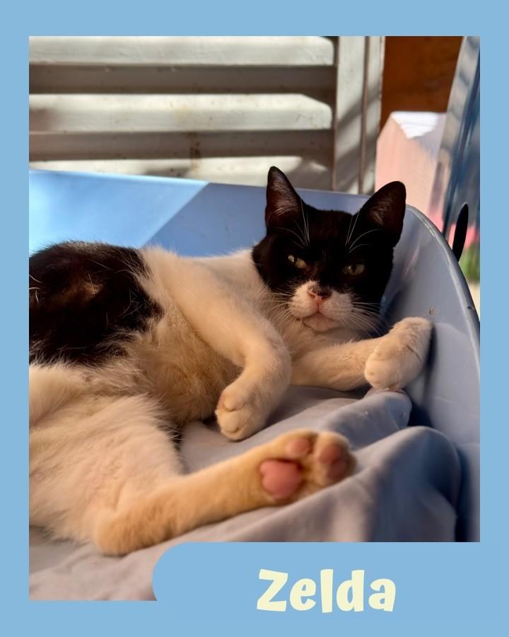 Zelda, gata para adoção em São Paulo - SP