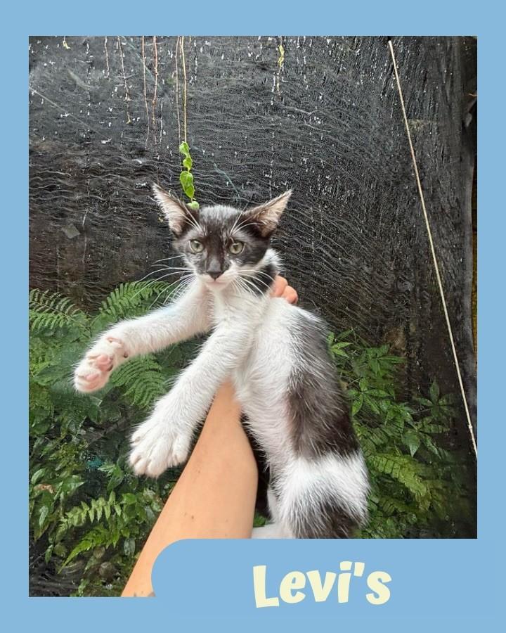 Levi's, gato de porte pequeno para adoção em São Paulo - SP