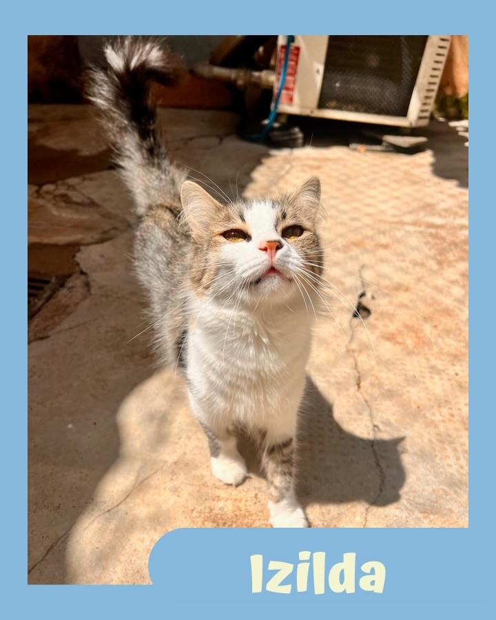 Izilda, gata de porte médio para adoção em São Paulo - SP