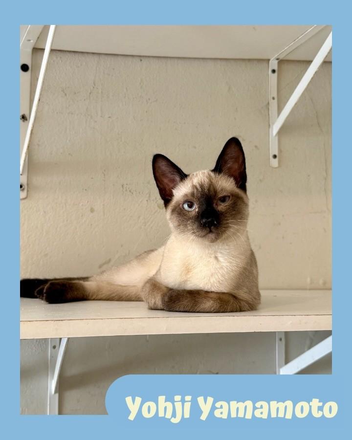 Yohji Yamamoto, gato para adoção em São Paulo - SP