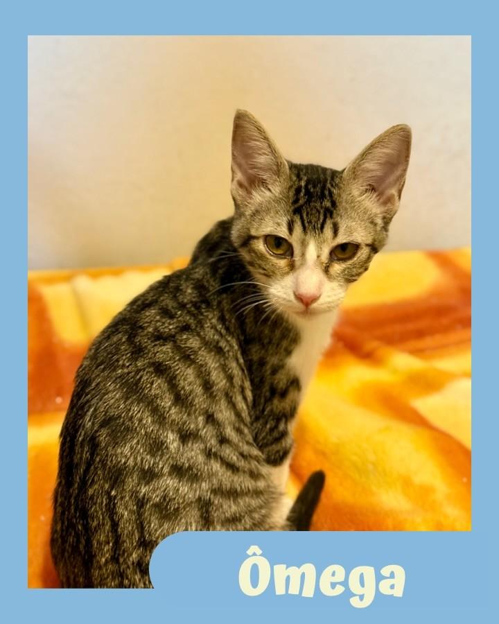 Ômega, gato para adoção em São Paulo - SP