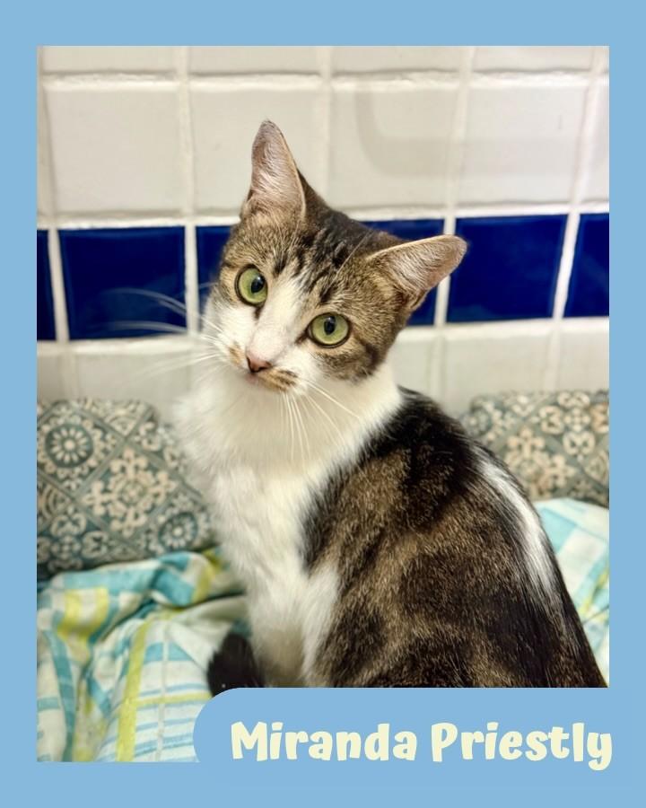Miranda Priestly, gata para adoção em Taboão da Serra - SP