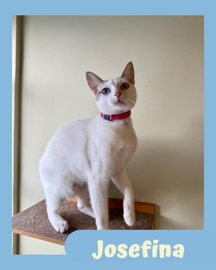 Josefina, gata de porte pequeno para adoção em São Paulo - SP