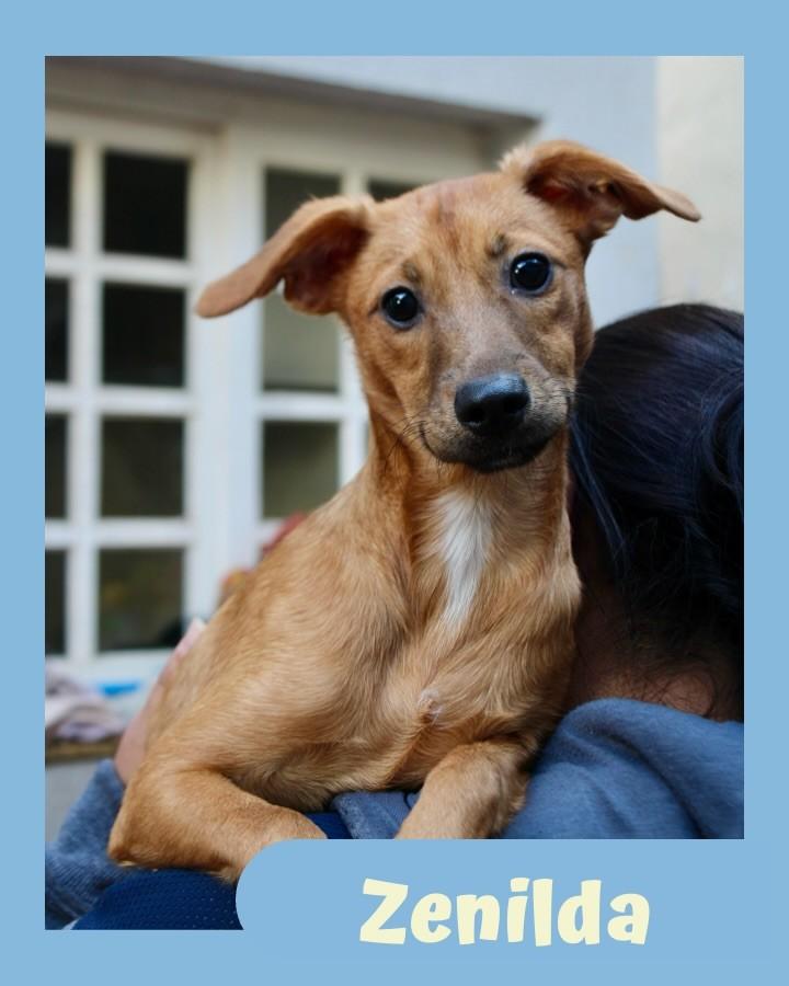 Zenilda, cadela de porte pequeno para adoção em São Paulo - SP