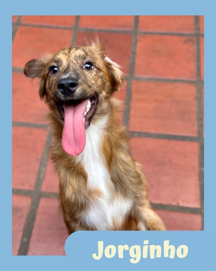Jorginho, cachorro de porte médio para adoção em São Paulo - SP