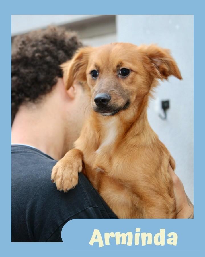 Arminda, cachorro de porte pequeno para adoção em São Paulo - SP
