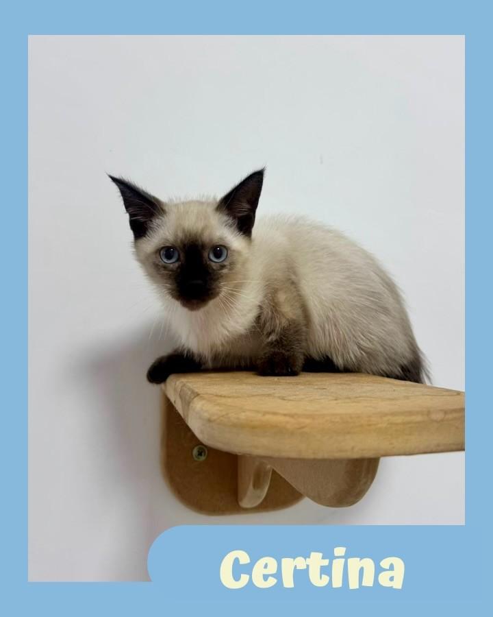 Certina, gato para adoção em São Paulo - SP