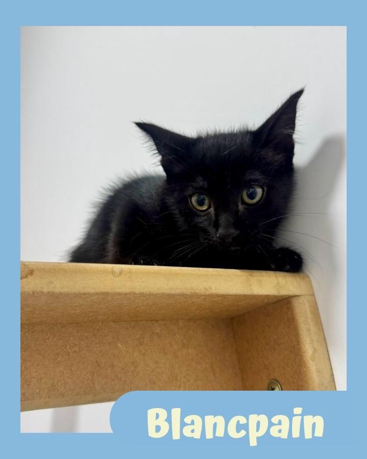 Blancpain, gato para adoção em São Paulo - SP