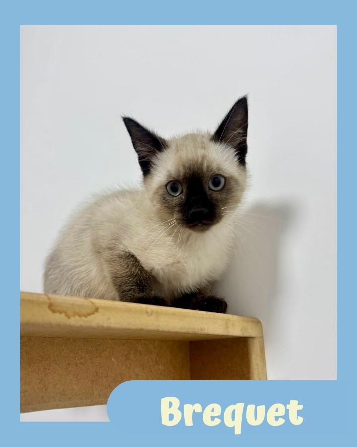 Brequet, gato para adoção em São Paulo - SP