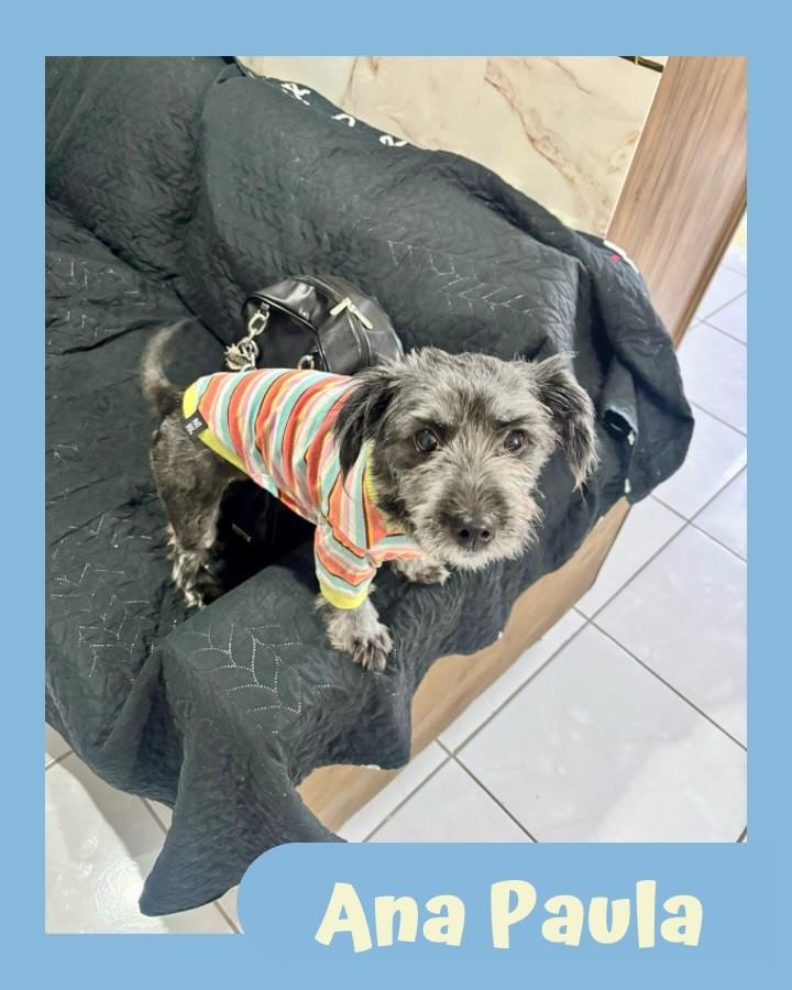 Ana Paula, cachorro de porte pequeno para adoção em São Paulo - SP